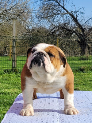 Étalon Bulldog Anglais - Ariel rose De la Cour des Molosses
