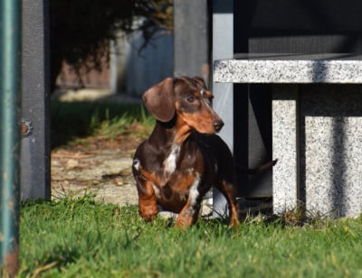 Étalon Teckel poil ras - Dana house of emma