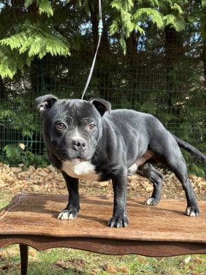 Étalon Staffordshire Bull Terrier - Vulcano du Pirasset
