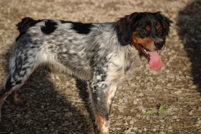 Étalon Epagneul Breton - Amos De La Vallée De La Py