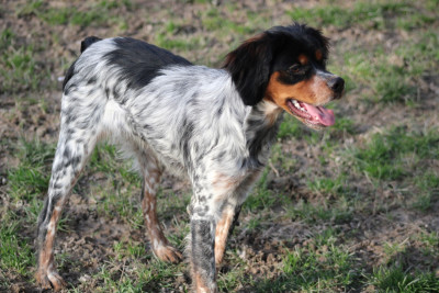 Étalon Epagneul Breton - Ava De La Vallée De La Py