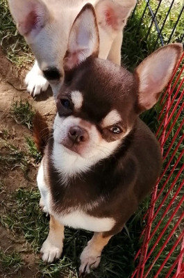 Étalon Chihuahua - Topaz Du Moulin Des Petits Gringos