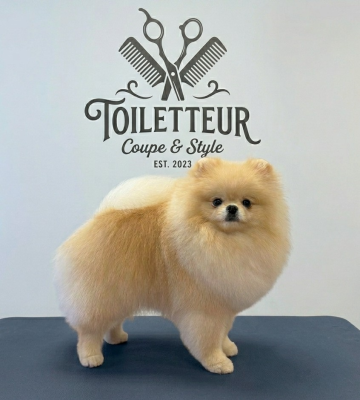 Étalon Spitz allemand - Sindi glamour