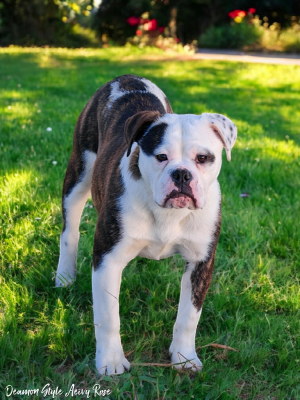 Étalon Bulldog continental - Deamon Style Aeïvy rose