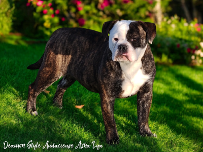 Étalon Bulldog continental - Deamon Style Audacieuse azha'lya