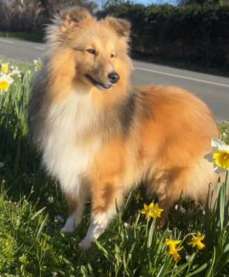 Étalon Shetland Sheepdog - Blue witch Away we go