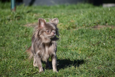 Étalon Chihuahua - Rebecca (Sans Affixe)