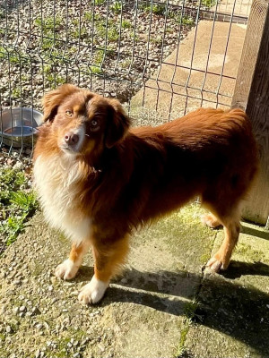 Étalon Berger Américain Miniature - Vulcain(verynice velcro) Du Domaine Du Clos Australien