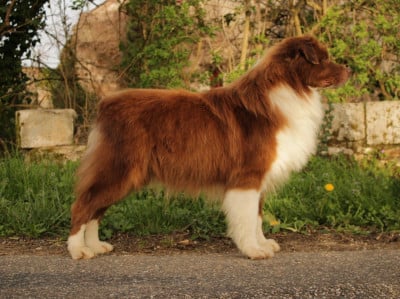 Voyou des Chemins d'Iris