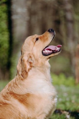 Étalon Golden Retriever - Another majesty Of Hawkchurch Cottage