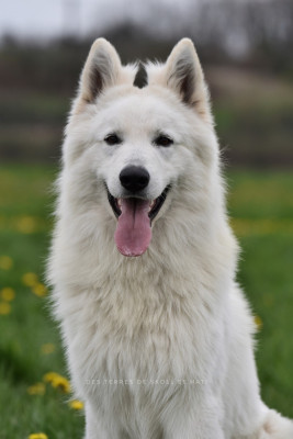 image de White is white fenrir