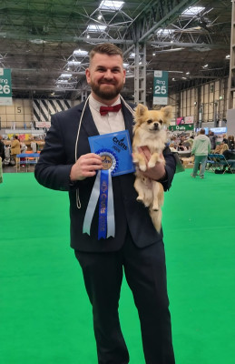 Étalon Chihuahua - CH. legado de lagos Abu dhabi