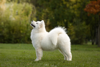 Étalon Samoyède - Prince of stars pagabo