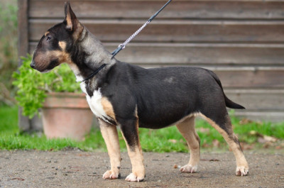 Étalon Bull Terrier Miniature - Apocalypse Du Domaine Des Démons Bretons