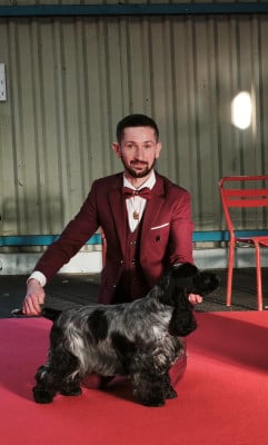 Étalon Cocker Spaniel Anglais - Royal's Friend ECS Ain't It Funny