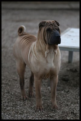 Étalon Shar Pei - Anana zing zing du Nuorilang