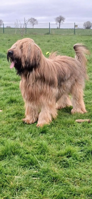 Étalon Berger de Brie - Voltaire soloraid du Jardin aux Eglantines