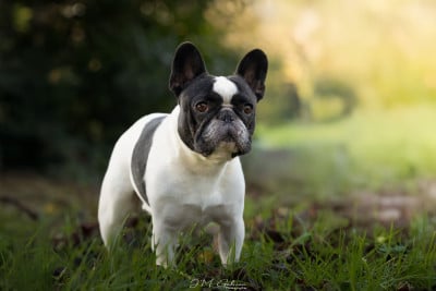 Étalon Bouledogue français - Savio Du Val De Capsil