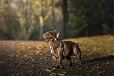 Étalon Bouledogue français - CH. Ultra Violet Light my Way de l'Orme à Lieue