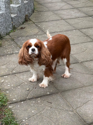 Étalon Cavalier King Charles Spaniel - Uby des gardiens de Leana