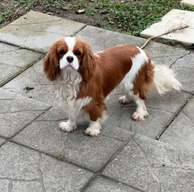 Étalon Cavalier King Charles Spaniel - Veni vidi vici dite vickie des gardiens de Leana