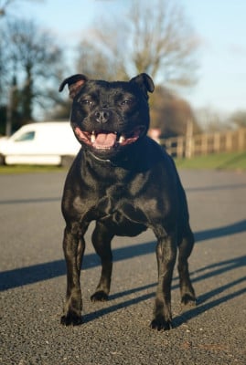 Étalon Staffordshire Bull Terrier - Vena De La Vallee Albines