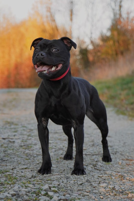 Étalon Staffordshire Bull Terrier - Athena saga De La Vallee Albines
