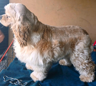 Étalon American Cocker Spaniel - Vincent van gogh de l ecrin des précieuses