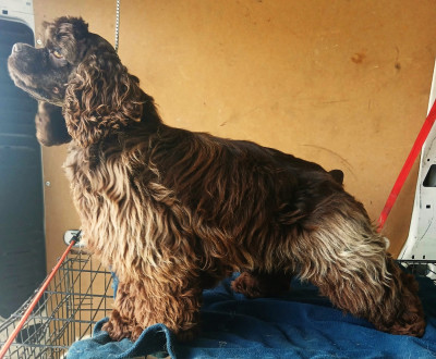 Étalon American Cocker Spaniel - Asais-cocktail Du Trio Des Malous