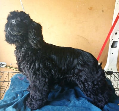 Étalon American Cocker Spaniel - Anubis Du Trio Des Malous