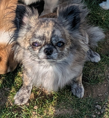 Étalon Chihuahua - Ulia Du Domaine Des Grands Causses