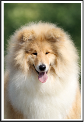 Étalon Colley à poil long - A lady in red du bois des amazones