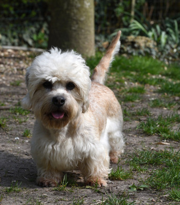 Étalon Dandie Dinmont Terrier - Ukine De La Dandiemania