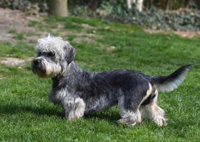 Étalon Dandie Dinmont Terrier - Flick z medunkove strane