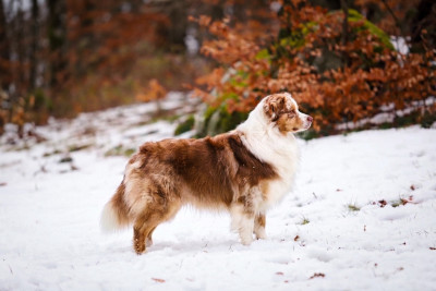 Étalon Berger Australien - Volcano krakatoa Of Complicity Dream