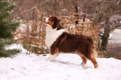 Étalon Berger Australien - CH. sekret ausbern Yuvelina