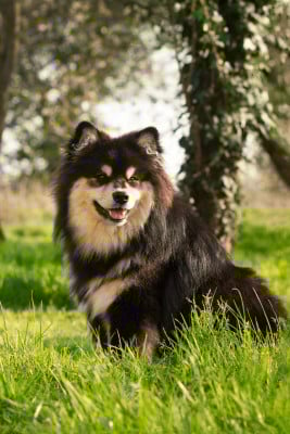 Étalon Chien finnois de Laponie - breaking the rules Kids in America