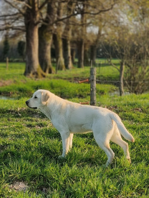 Étalon Labrador Retriever - Alpha (Sans Affixe)