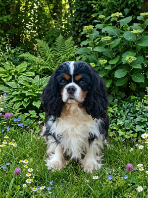 Étalon Cavalier King Charles Spaniel - Uthopie dream world Du puits des sortileges
