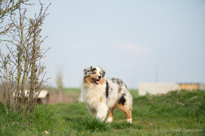 Étalon Berger Australien - A bar song des Ptits Bergers en Terre Bio