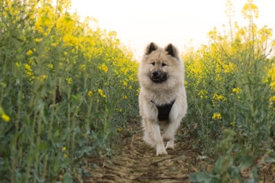 Étalon Eurasier - Vins vibes umy De Leyristone