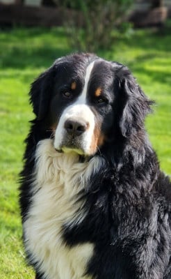 Étalon Bouvier Bernois - Rufin bernenska sfora