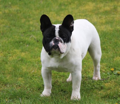 Étalon Bouledogue français - Angus des perles d'Aphrodite