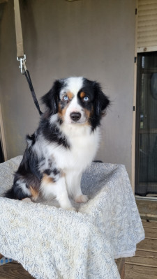 Étalon Berger Américain Miniature - Te quiro du domaine de new world