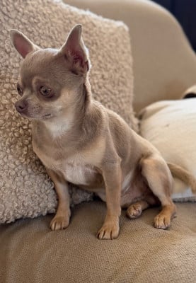 image de Vittorio mio amore