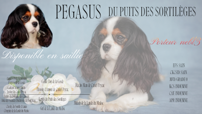 Étalon Cavalier King Charles Spaniel - Pegasus Du puits des sortileges}