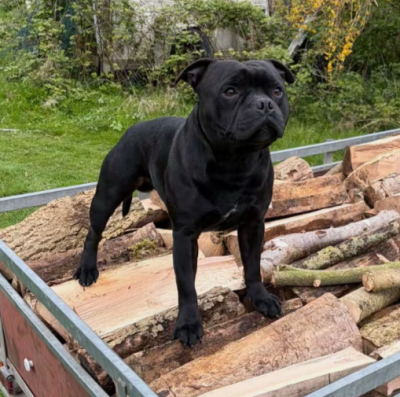 Étalon Staffordshire Bull Terrier - Vegas de La Pyramide Aux Joyaux