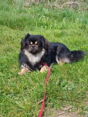 Étalon Epagneul tibetain - Vaya de la légende des elfes