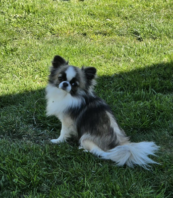 Étalon Chihuahua - Vinci leonardo Du Domaine Des Grands Causses