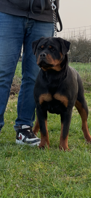 Étalon Rottweiler - Aby Du Dog-Builder